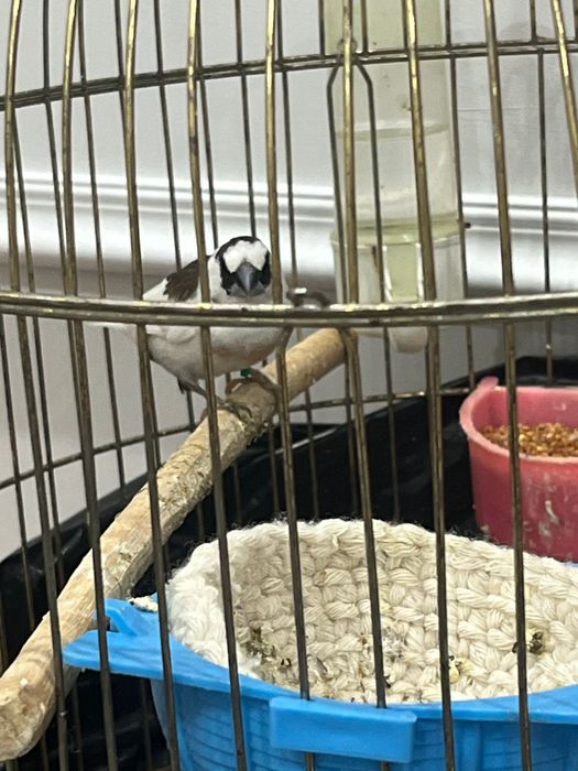 Японские амадин обмен