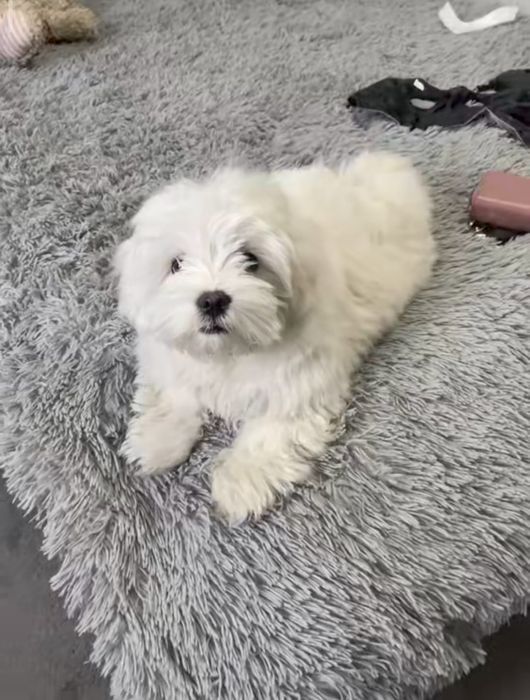 Bichon talie  mică ajut cu transport în țară