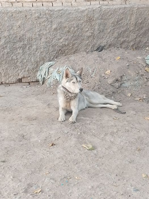 Хаски порода сабака