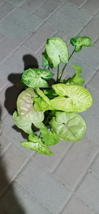 Продам Цветы недорого