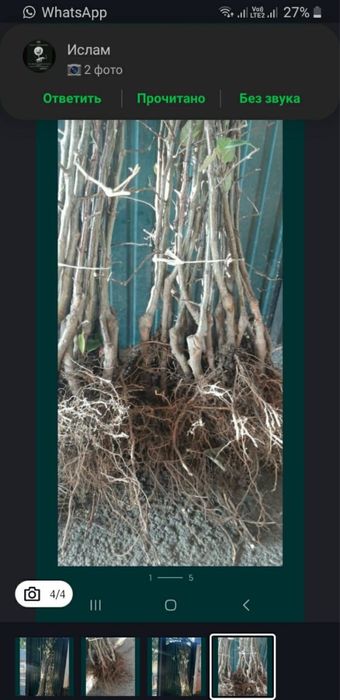 Продам саженцы все виды летних и зимних сортов яблонь