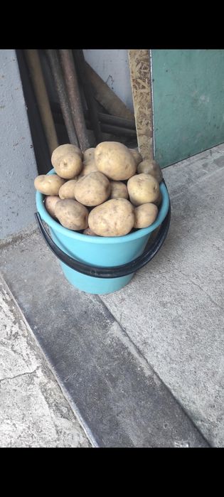 Картошка дачная вкусная 10 литров