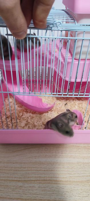 Donez hamsteri pui și adulți