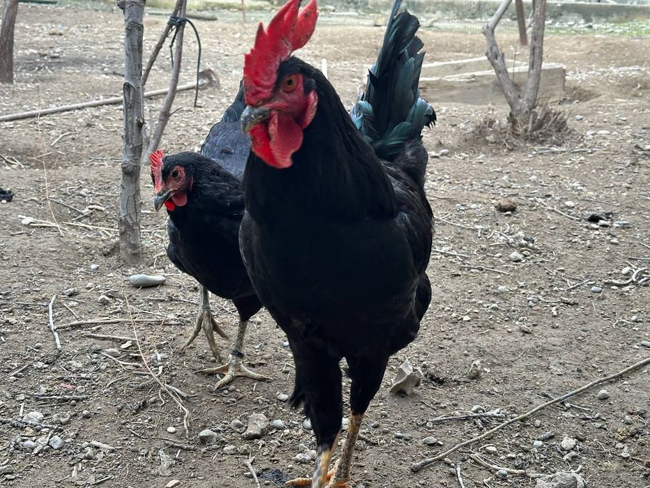Qora wagzoda tuxumlar