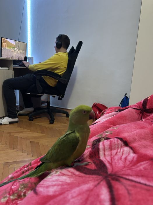Se vinde papagal micul alexander