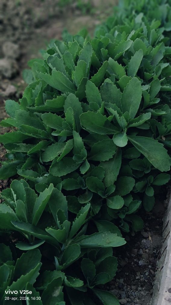 Sedum Guli narxlarni kelishamiz 1yillik sedum 35 000сум