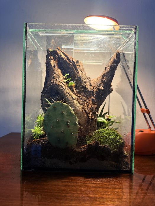 Флорариум в стъклен куб