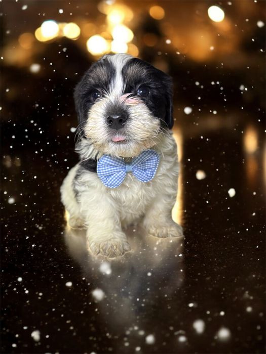 Donez puiuți de cățeluș, mascul și femelă, căutăm familii responsabile