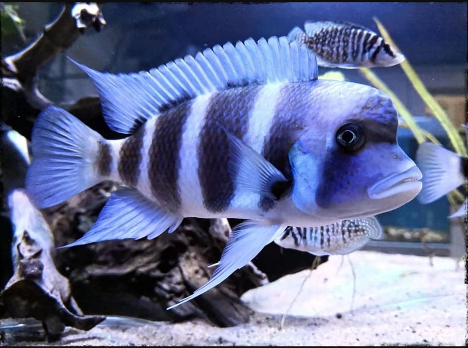 frantoza brundi privaznoy tayland