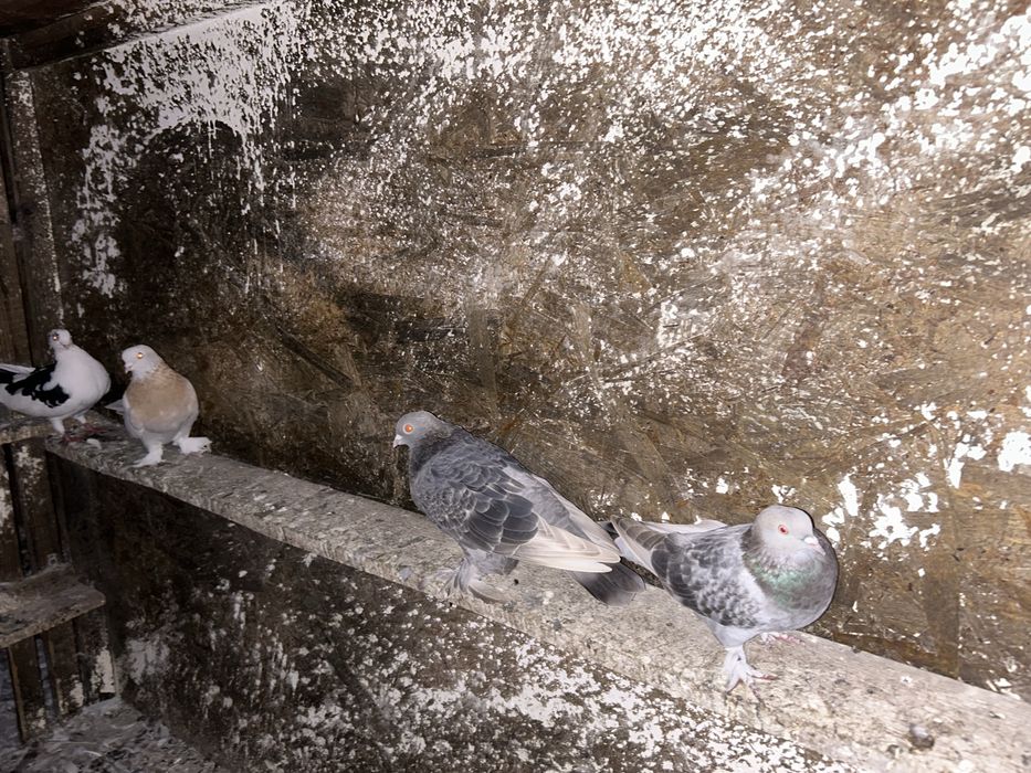 Tobosari germani+takla+breji