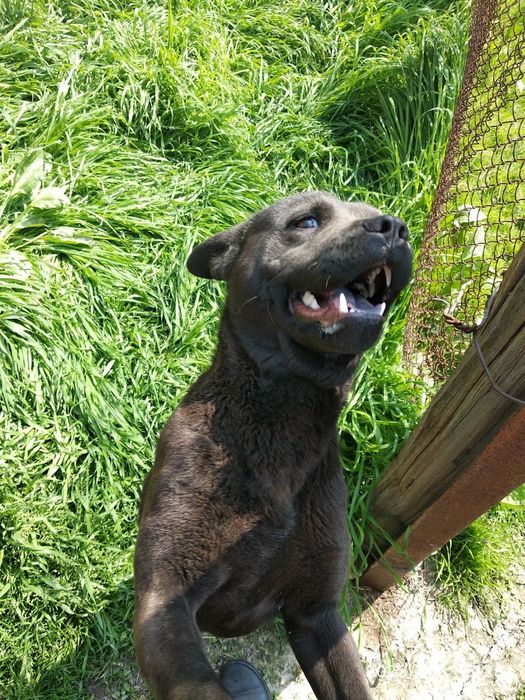 Щенки (чау чау питбуль) совершенно бесплатно