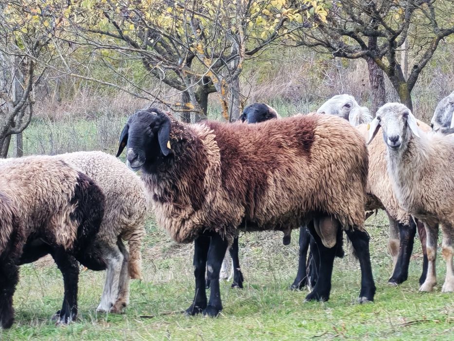 Berbec sârbesc 3 ani de vanzare