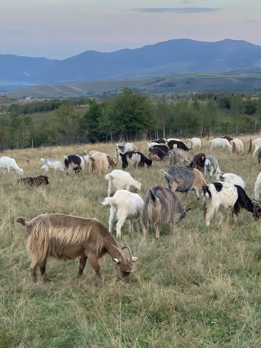 40 de capre de vânzare