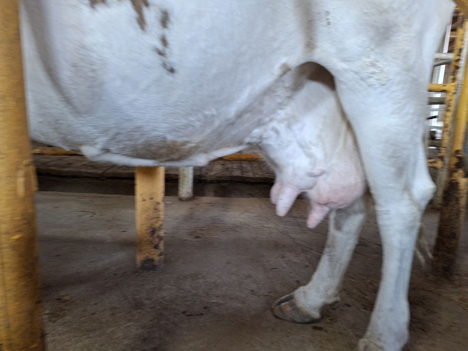 Продам дойных коров 28 голов