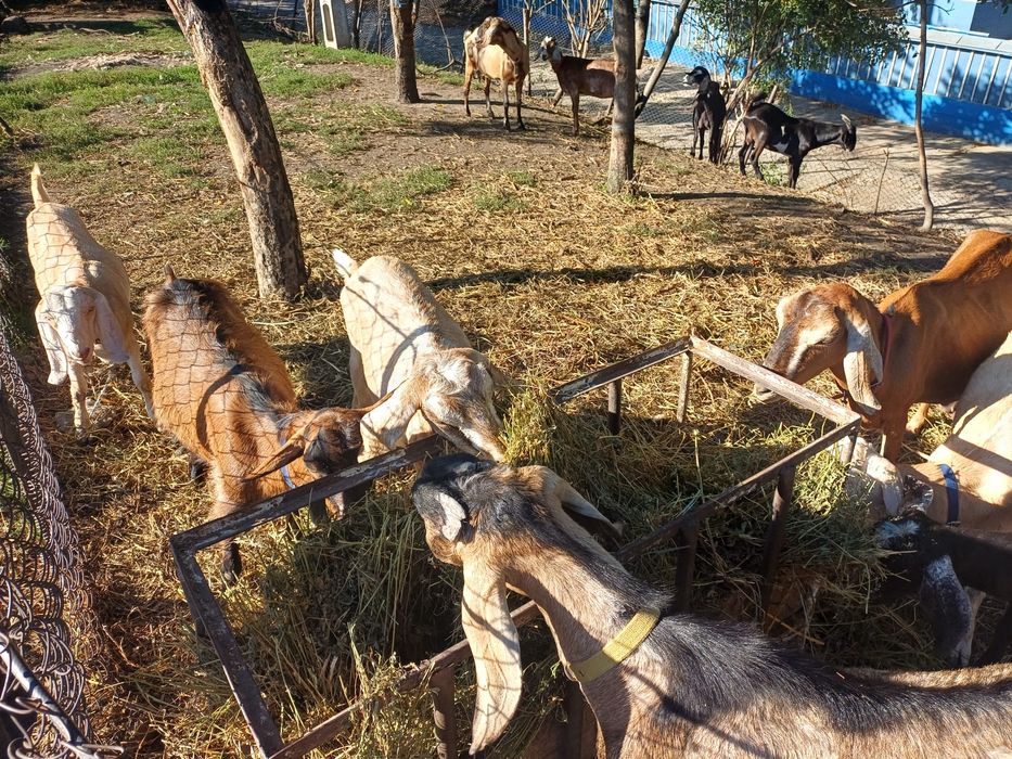 Vând capre și iede anglonubian