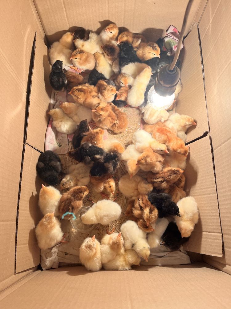 Продавам малки пиленца