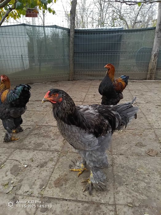 Vând găini brahma albastru din 2025 și cocosi diferite culori