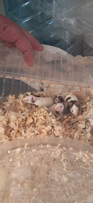 Продавам Мишки Панда