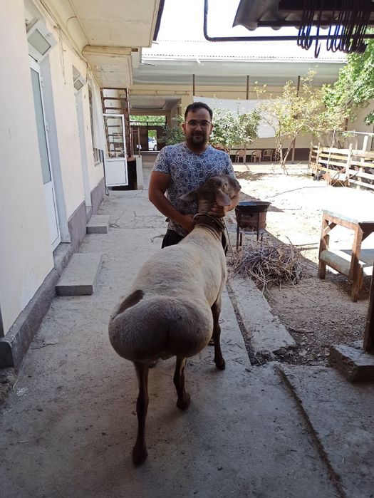 Asallomu allekom Qassob xizmati jivoy vesiga 85.000 mingdan