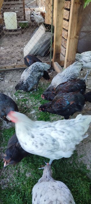 Vand Familie Australorp