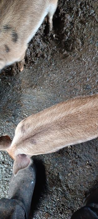 Продам поросят 4 месяца