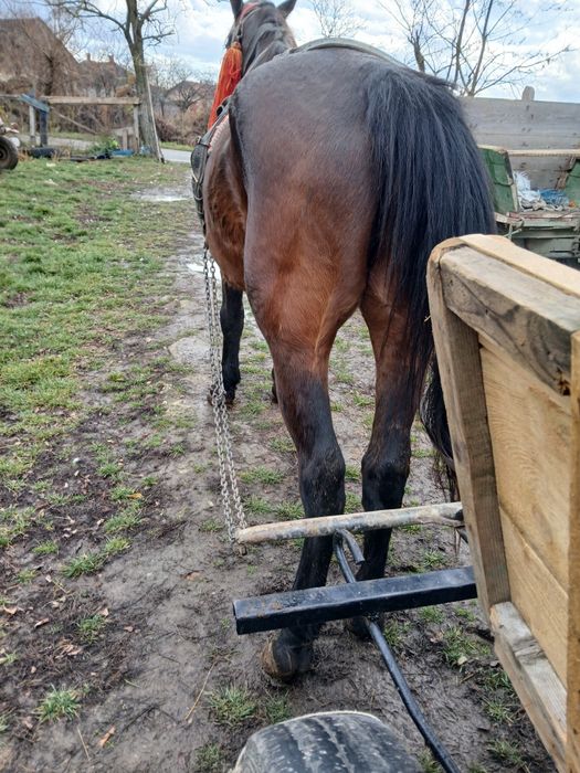 Avem mâncare de șapte ani foarte bun la Ham numai la privat avem un ca