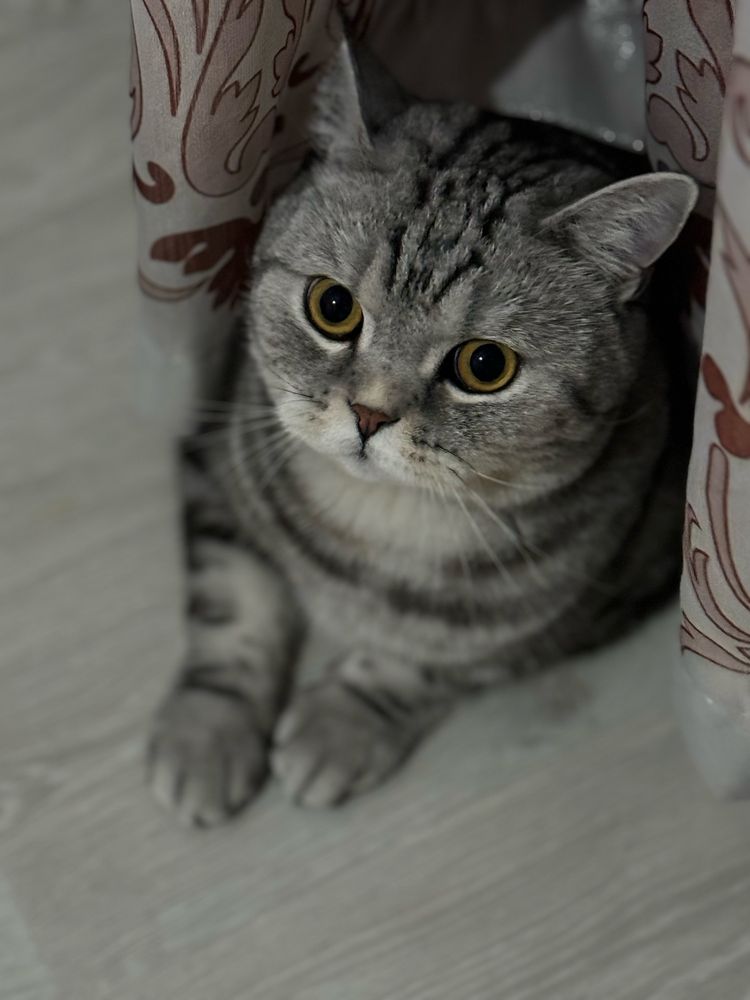 Продается (Кот) Шотладнец
