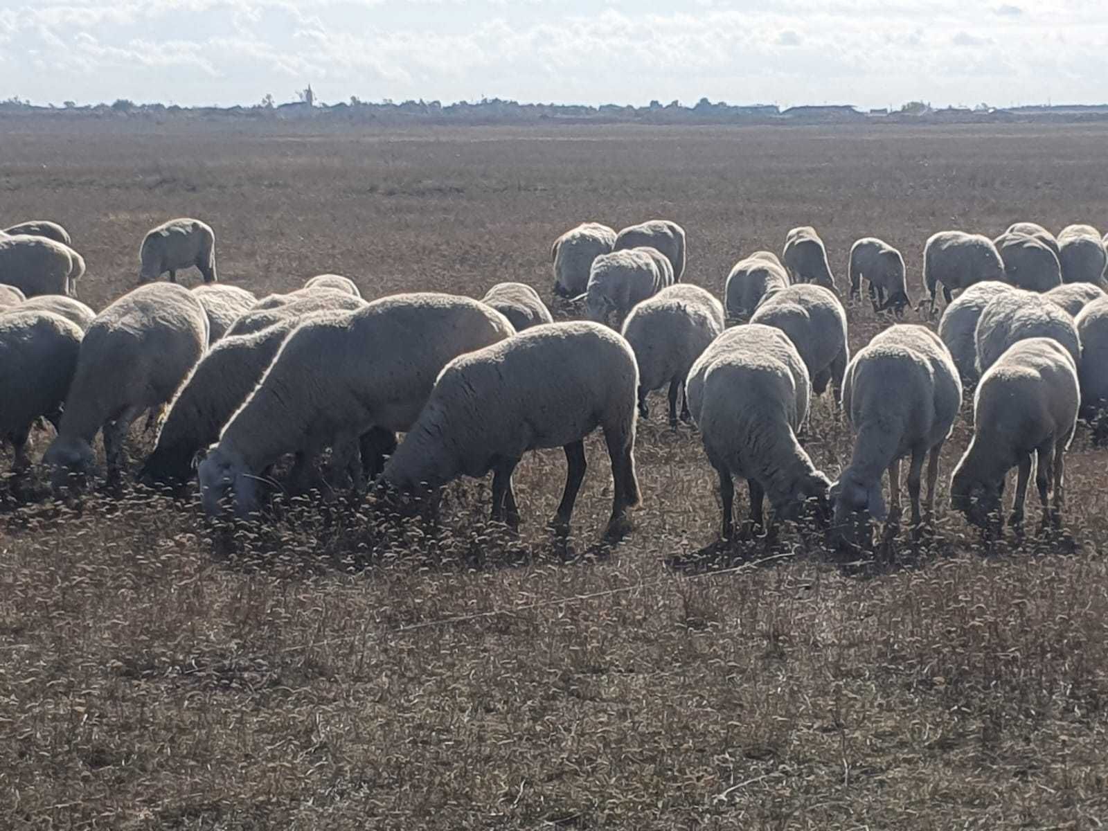 Schimb oi de carne rasa merinos  cu  vaci de carne angus