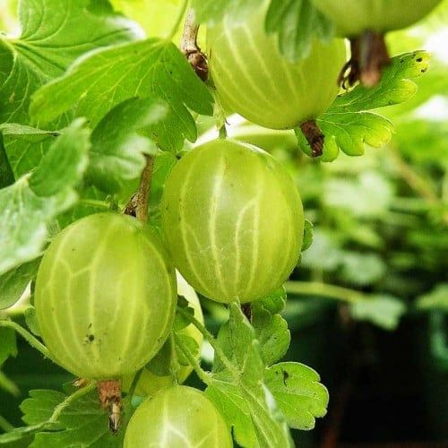 Arbusti Fructiferi (Agris Alb )
