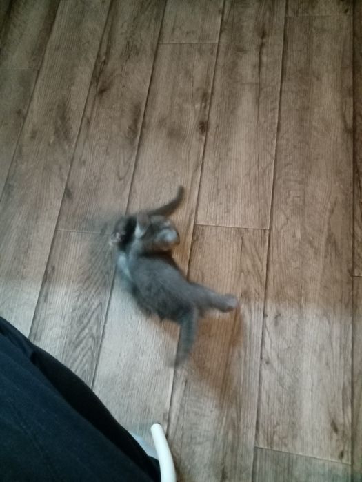 Котята пепельного окраса
