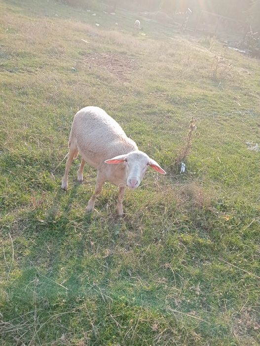 Vind  Berbec lacaune