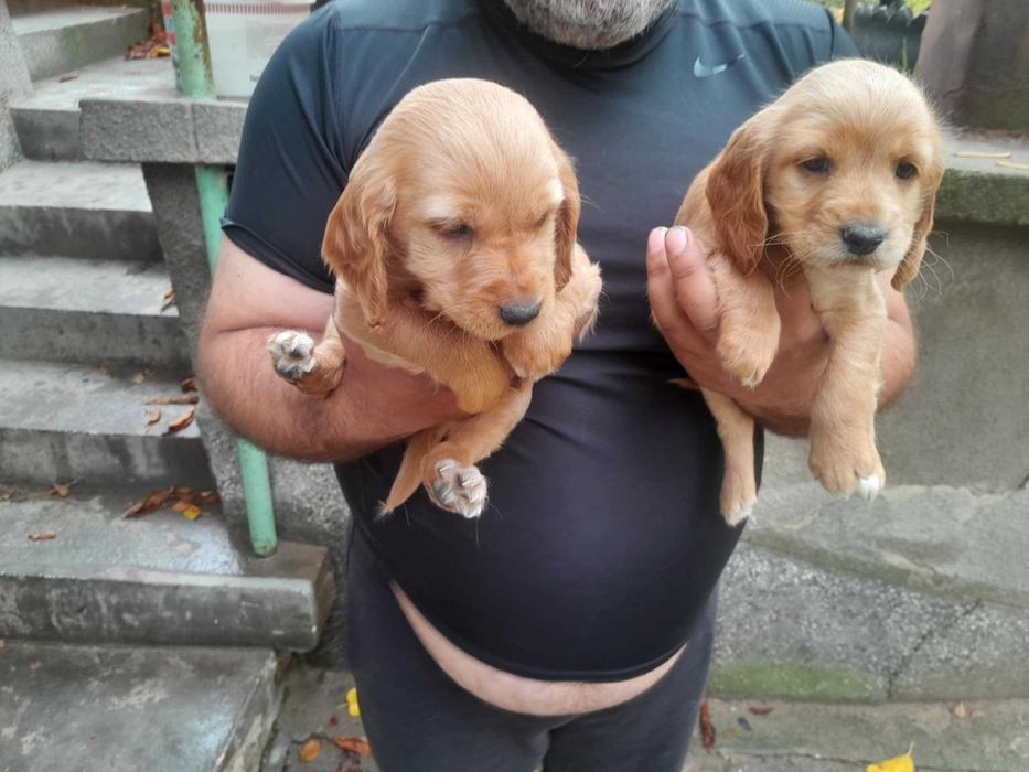 Кученца на 40 дни