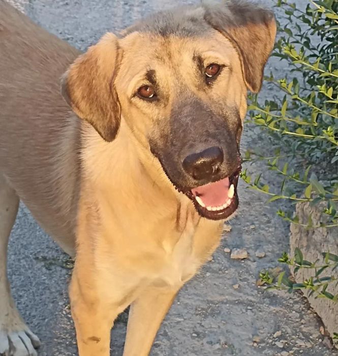 Красачик. Ищет семью. В добрые руки.