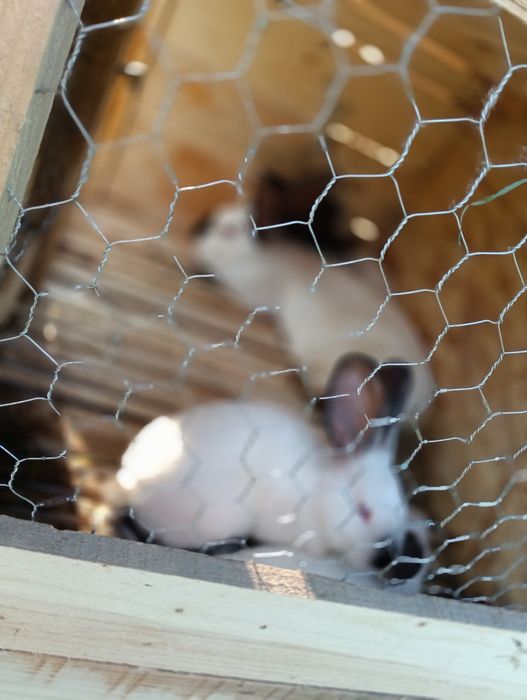 Iepuri uriașii de Transilvania