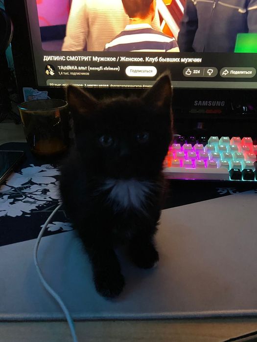 Отдаём котят в хорошие руки