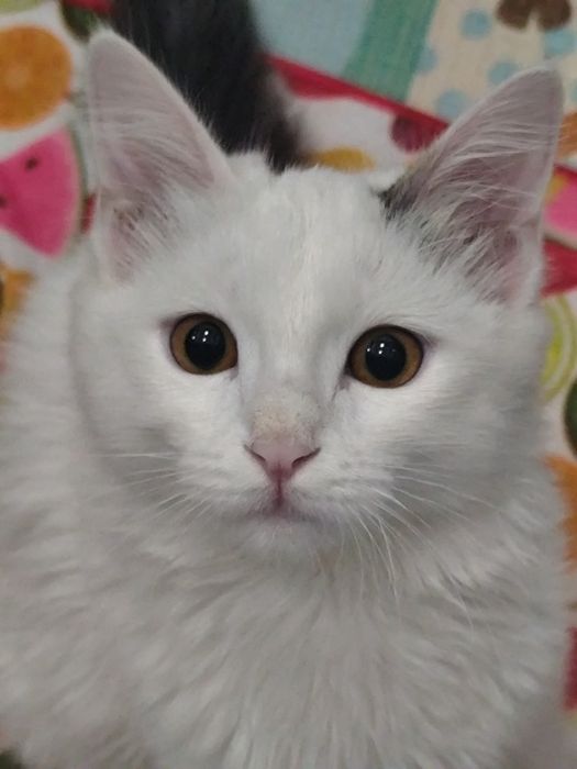 6-ти месячная кошка