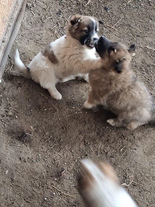 Отдам бесплатно щенят, есть доставка в Семей