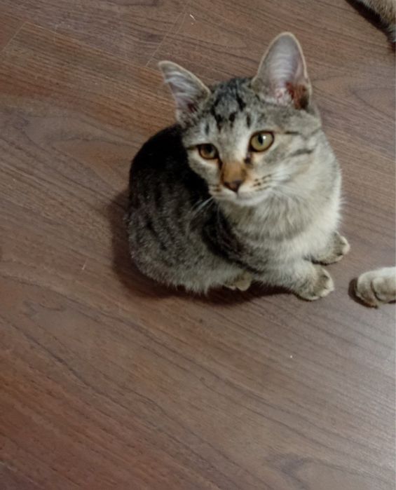 Отдам в добрые руки