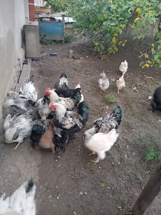 Vând cocoși crescuți la curte
