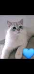 Motan necastrat British Longhair