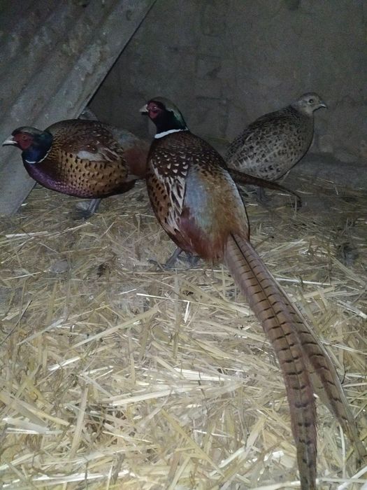 Kavkaz qirg'ovulla sotiladi