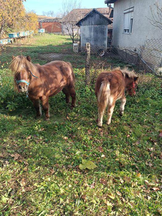 Vând Poneită cu vârsta de 8 ani