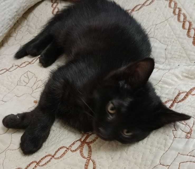 Котята домашние бесплатно в хорошие руки