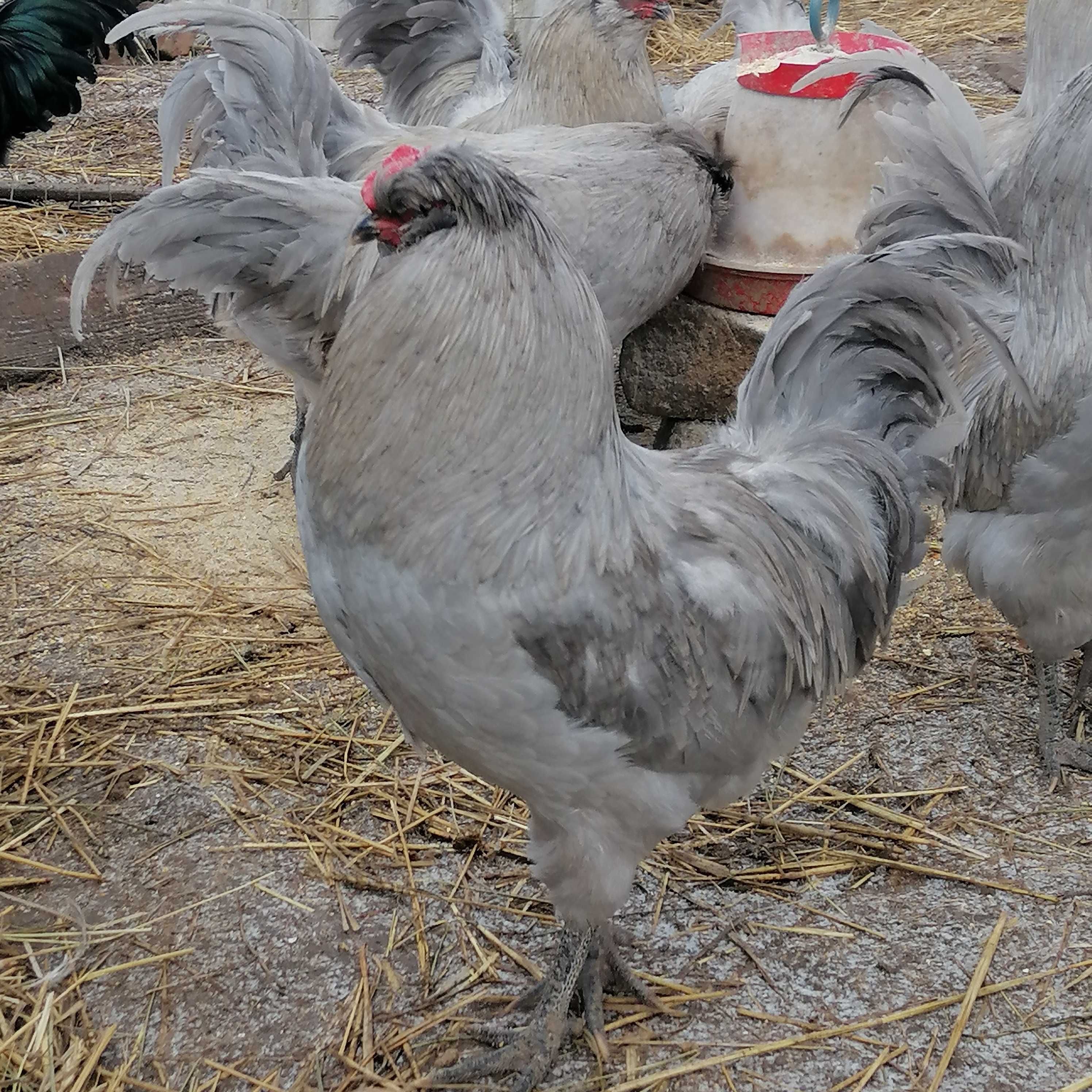 Cocoși araucana lavender britanică