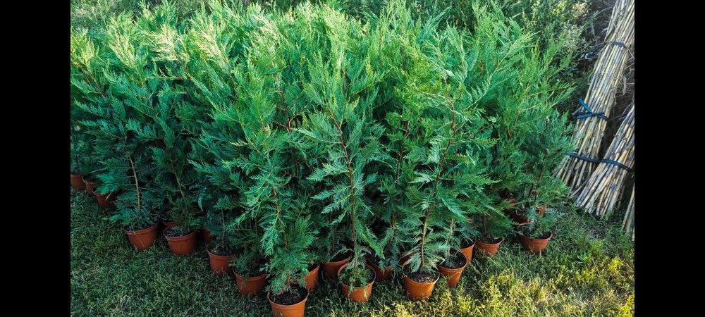 Leylandii  110-130 cm ghivece 3 L
