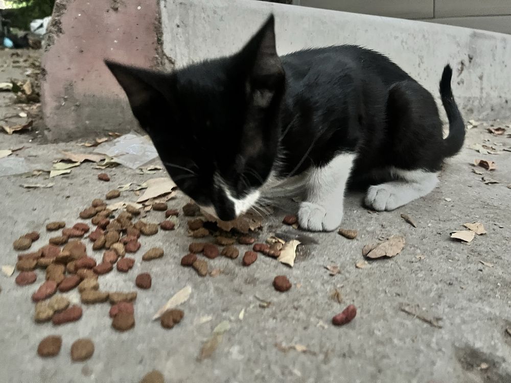 uy mushugi qiz aqlli toza mushuk hadyaga beriladi