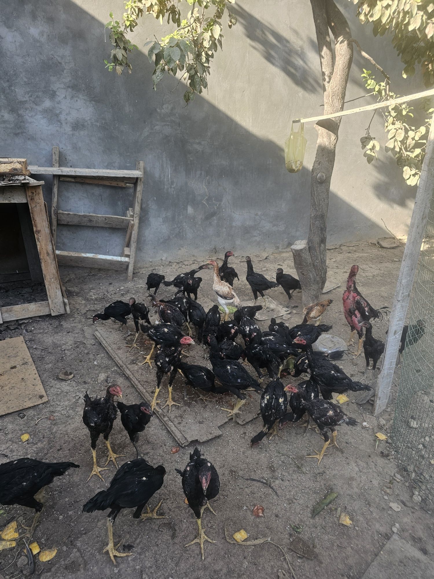 Joja xoroz tovuqlar  3oylidan otgan kelib tanlab ovurasila zoti zor