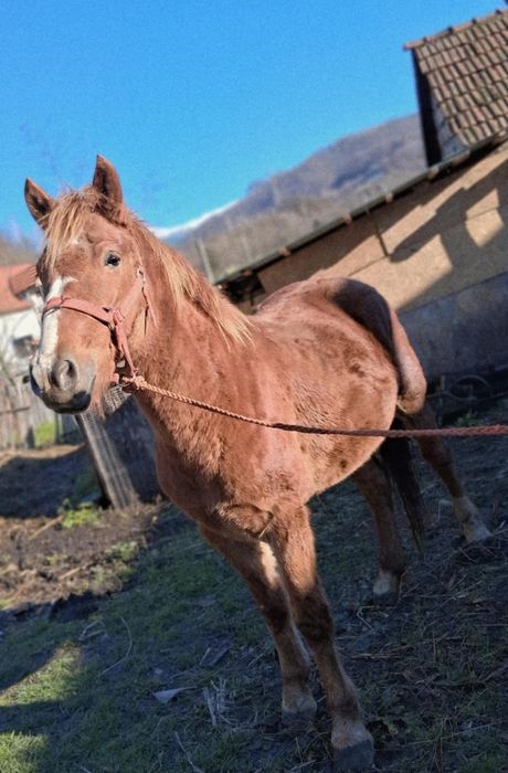 Mânză faina de vanzare