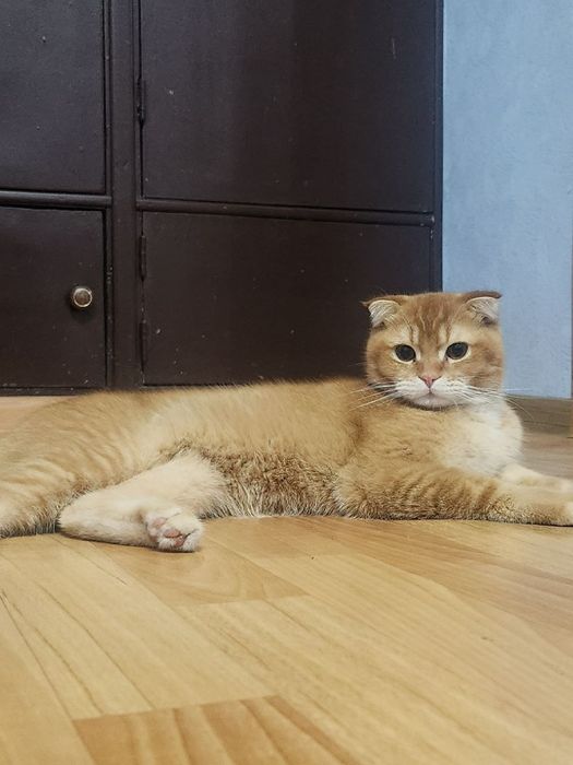 Прадажа кошка С. Фолд