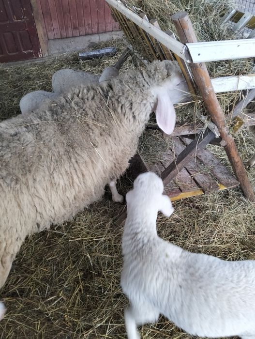 Vând oii bergamasca